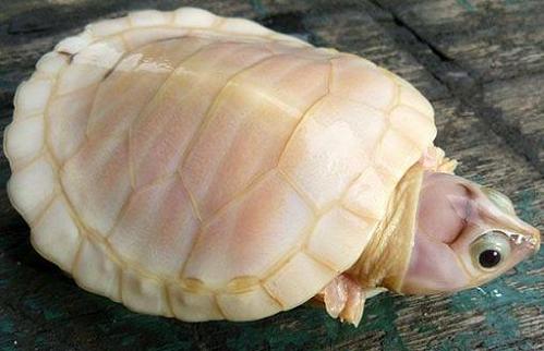 tortugas-albinas