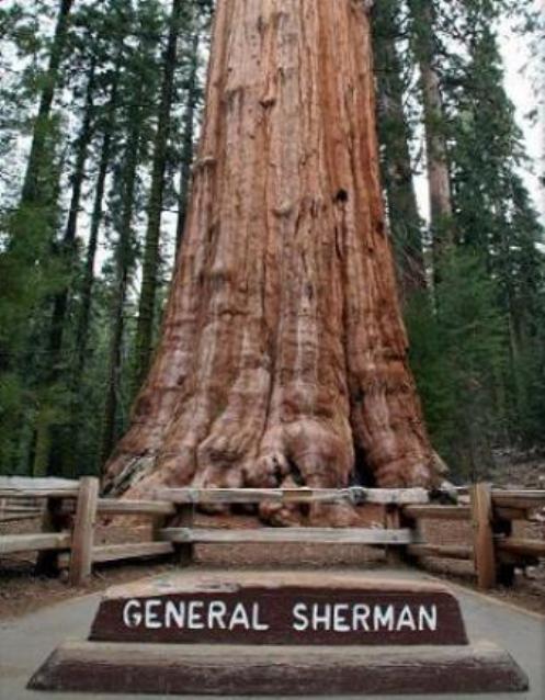 General Sherman, el árbol mas grande del mundo