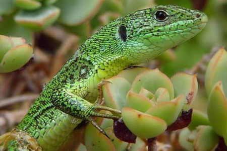La vitamina E y el sex appeal del lagarto verde